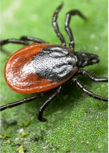ectoparasites