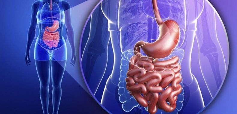 Le tractus gastro-intestinal est humain