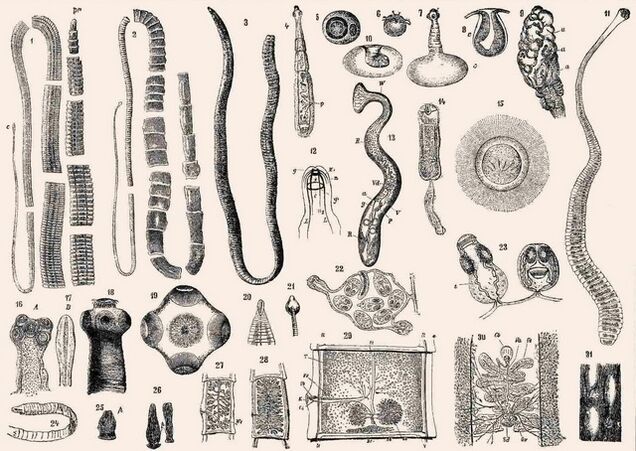 Types de parasites